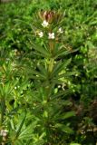 Galium tricornutum