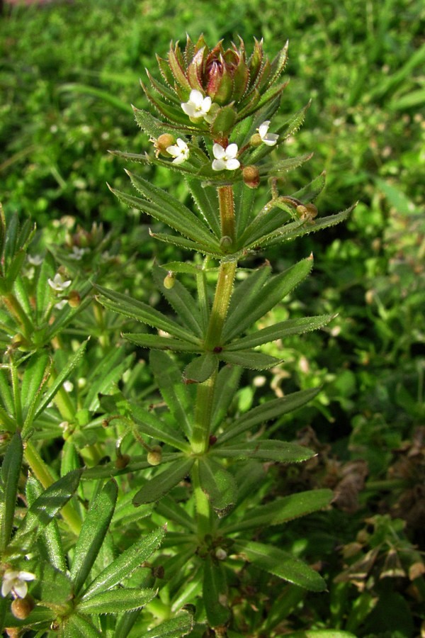 Изображение особи Galium tricornutum.