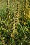 род Pedicularis