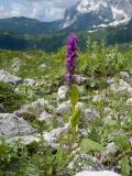 Dactylorhiza euxina. Цветущее растение. Адыгея, Кавказский биосферный заповедник, гора Гузерипль, южный склон, ≈ 2100 м н.у.м., образовавшаяся в результате оползня 2012 г. зарастающая крупнокаменистая осыпь. 28.06.2023.