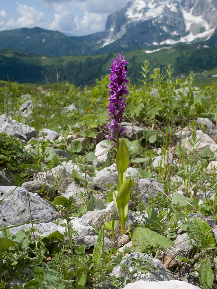 Image of Dactylorhiza euxina specimen.