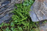 Asplenium trichomanes. Вегетирующие растения. Чечня, Итум-Калинский р-н, ур. Цой-Педе, ≈ 1200 м н.у.м., каменистый склон. 27.07.2022.