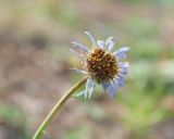 Aster alpinus. Верхушка отцветшего растения. Республика Саха (Якутия), Хангаласский улус, правый берег р. Сиинэ (Синяя), ур. Сердечко, сосновый лес на вершине сопки. 25.07.2023.