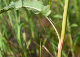 Rumex thyrsiflorus