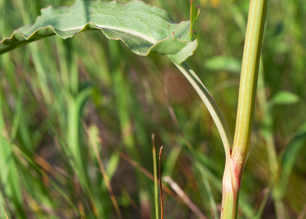 Image of Rumex thyrsiflorus specimen.