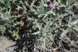 Cirsium argillosum. Верхушка растения с цветущим и развивающимися соцветиями. Чечня, Шаройский р-н, долина р. Цесиахк, с. Цеси, среди камней на берегу. 10 августа 2023 г.