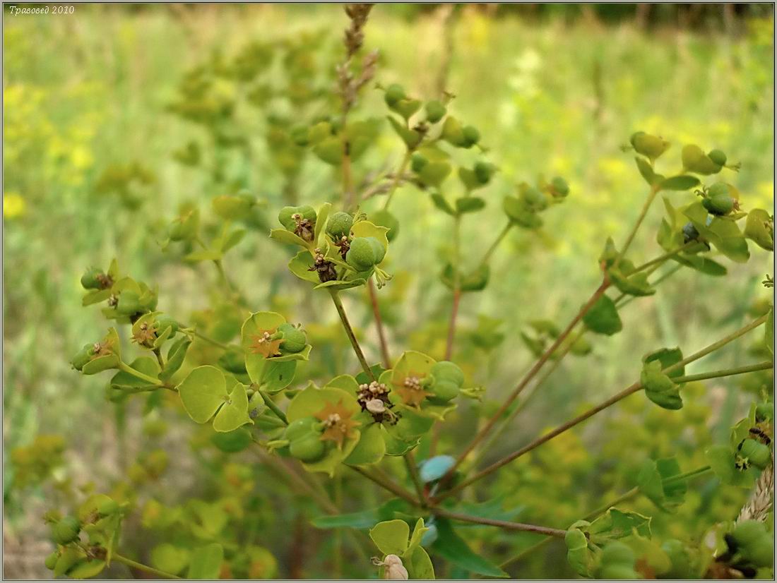 Изображение особи Euphorbia virgata.