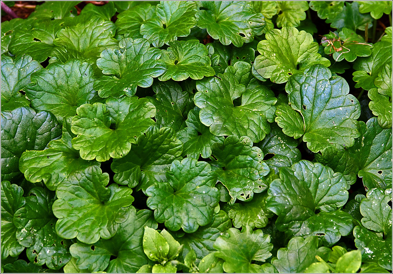 Изображение особи Glechoma hederacea.