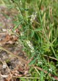 Melilotus albus. Боковая ветвь с соцветиями. Республика Саха (Якутия), г. Якутск, на газоне. 02.08.2023.