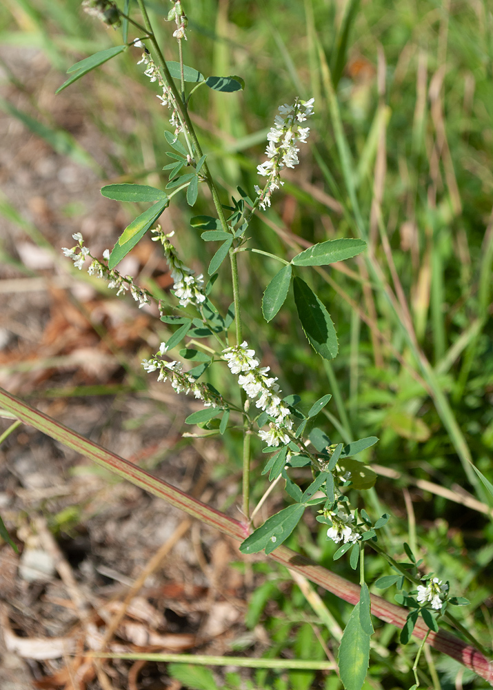 Изображение особи Melilotus albus.