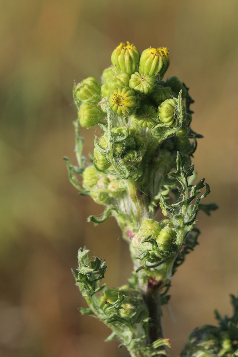 Изображение особи Senecio jacobaea.