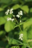 Galium physocarpum. Верхушка цветущего побега. Новгородская обл., Новгородский р-н, дер. Юрьево, окр. музея «Витославлицы», берег. оз. Мячино под откосом дорожной насыпи, травяной ивняк. 24.07.2023.