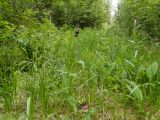 Cirsium heterophyllum. Зацветающие и вегетирующие растения. Московская обл., г. Дубна, лесопарк, смешанный лес, небольшая поляна. 17.06.2023.