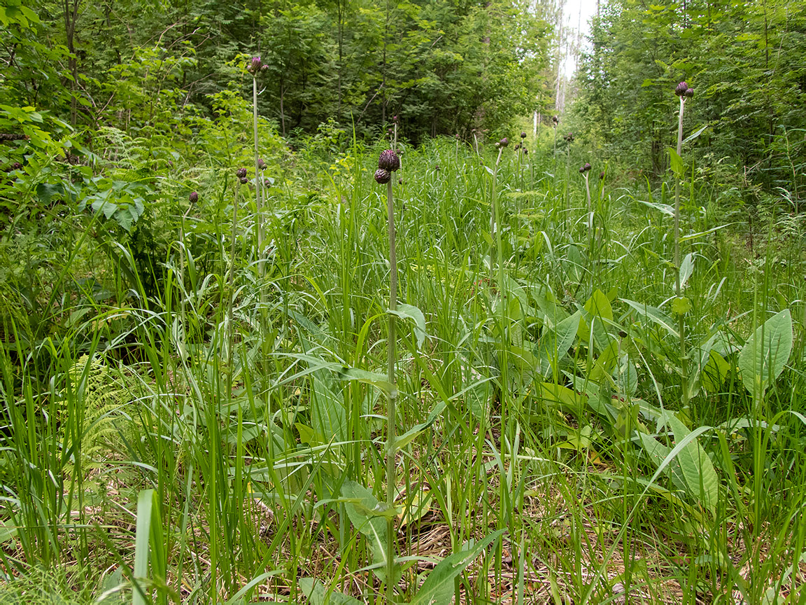 Image of Cirsium heterophyllum specimen.