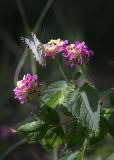 Lantana camara