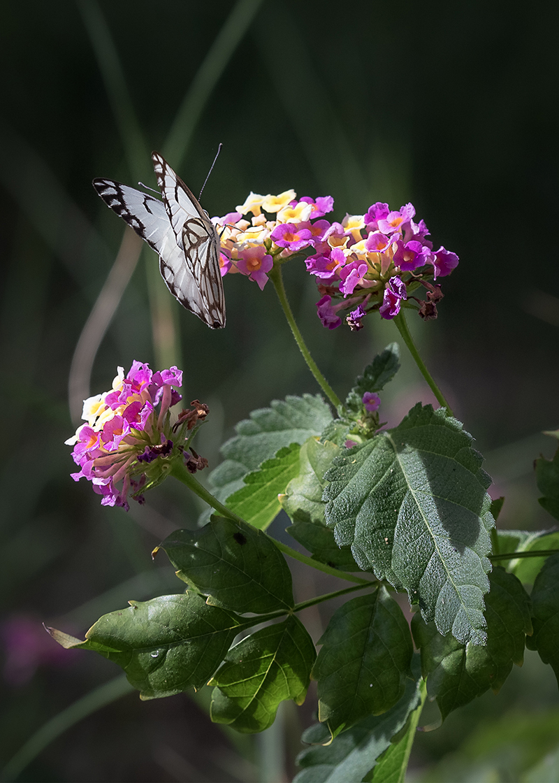 Изображение особи Lantana camara.