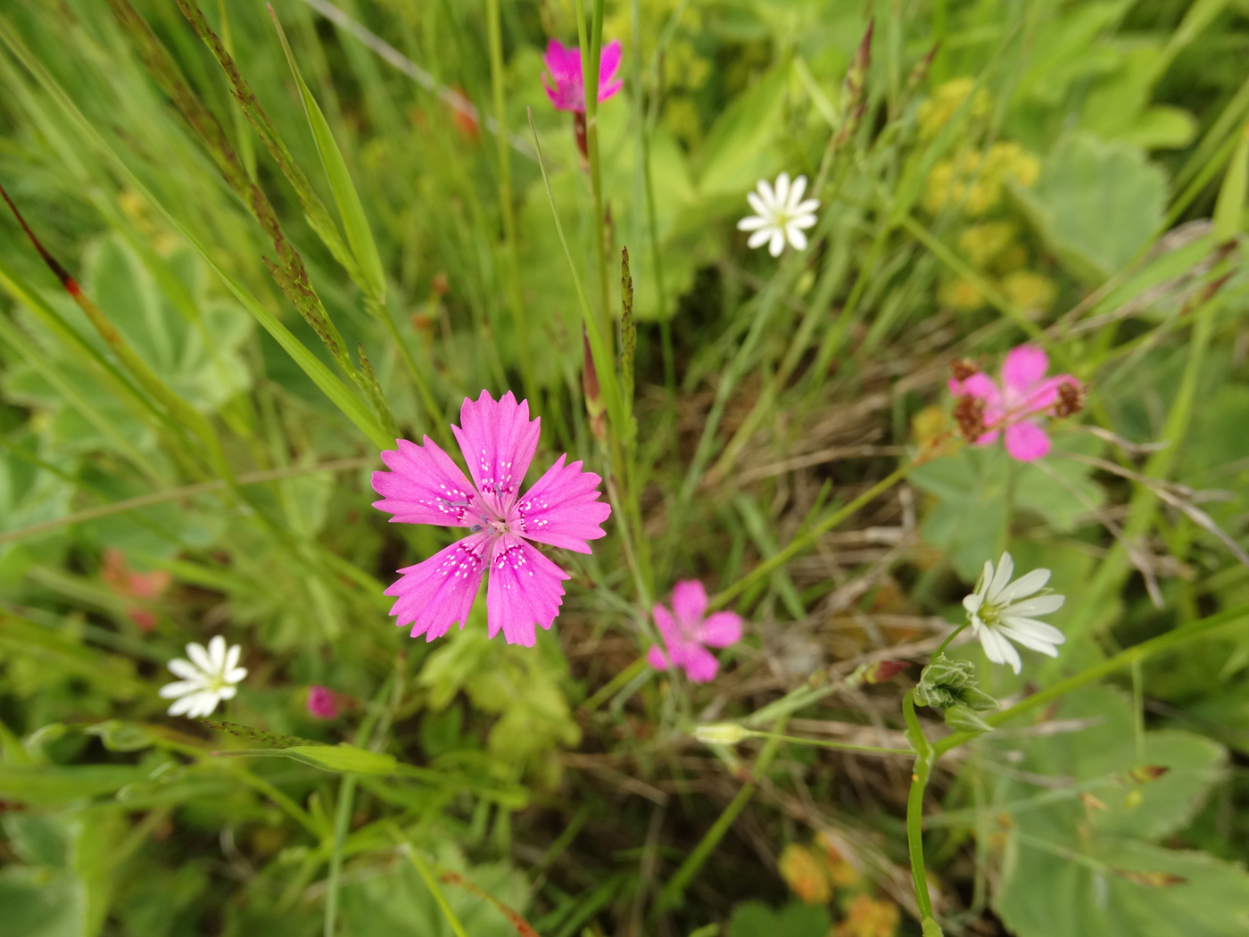 Изображение особи Dianthus deltoides.