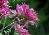 Chrysanthemum indicum