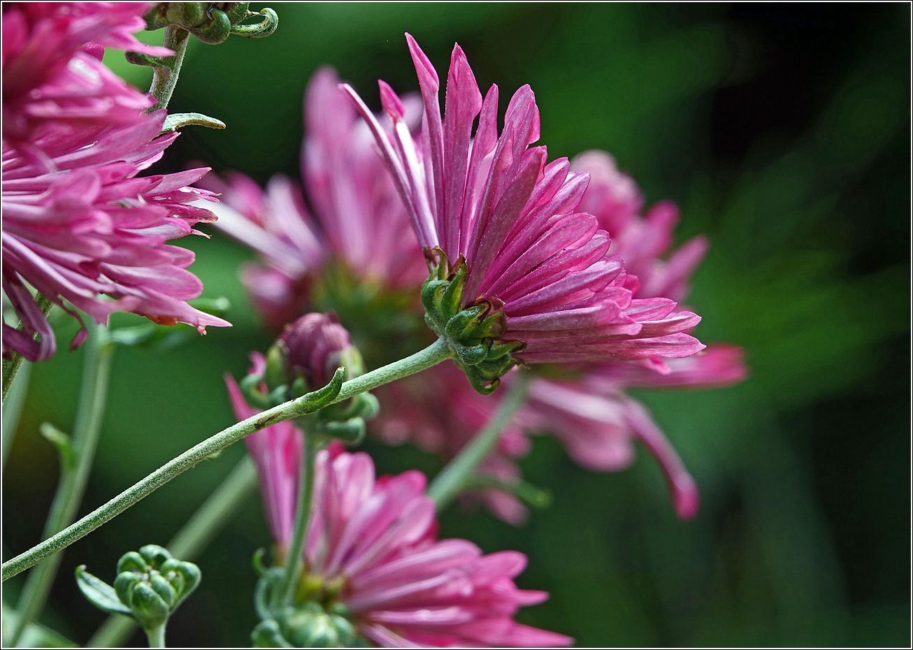 Image of Chrysanthemum indicum specimen.