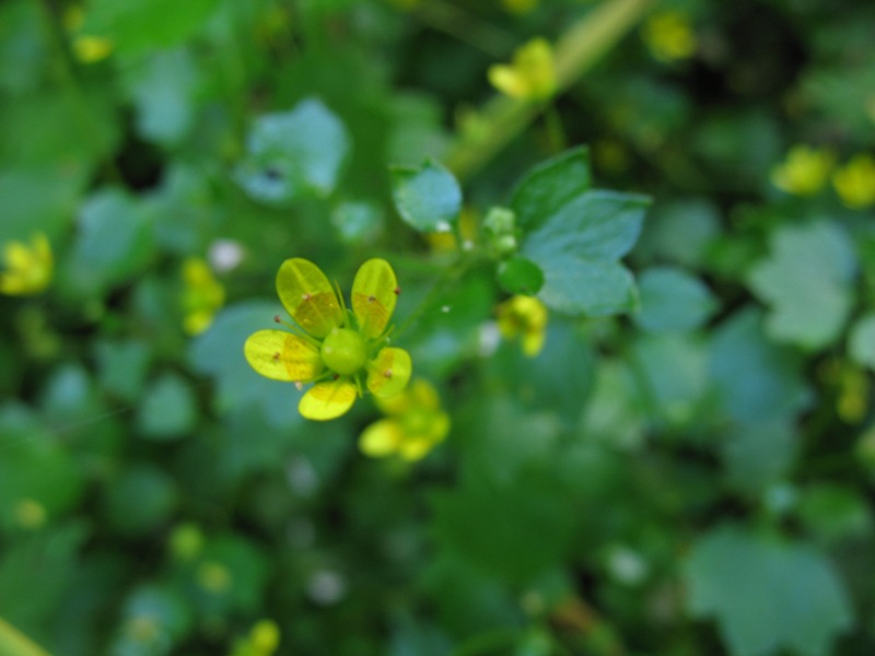 Изображение особи Saxifraga cymbalaria.