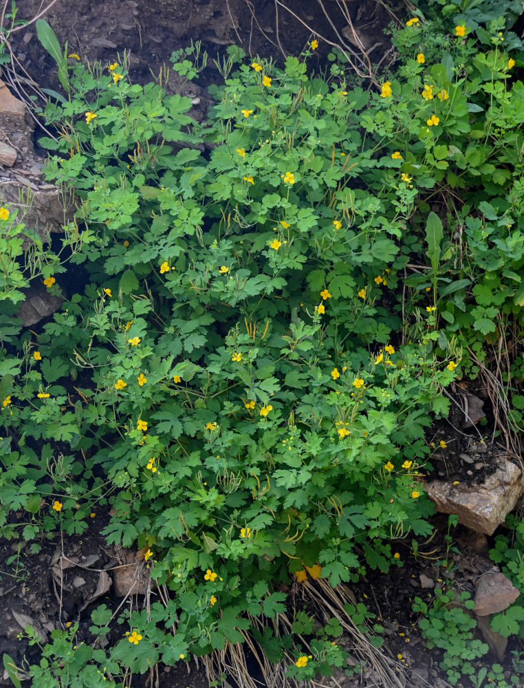 Изображение особи Chelidonium majus.