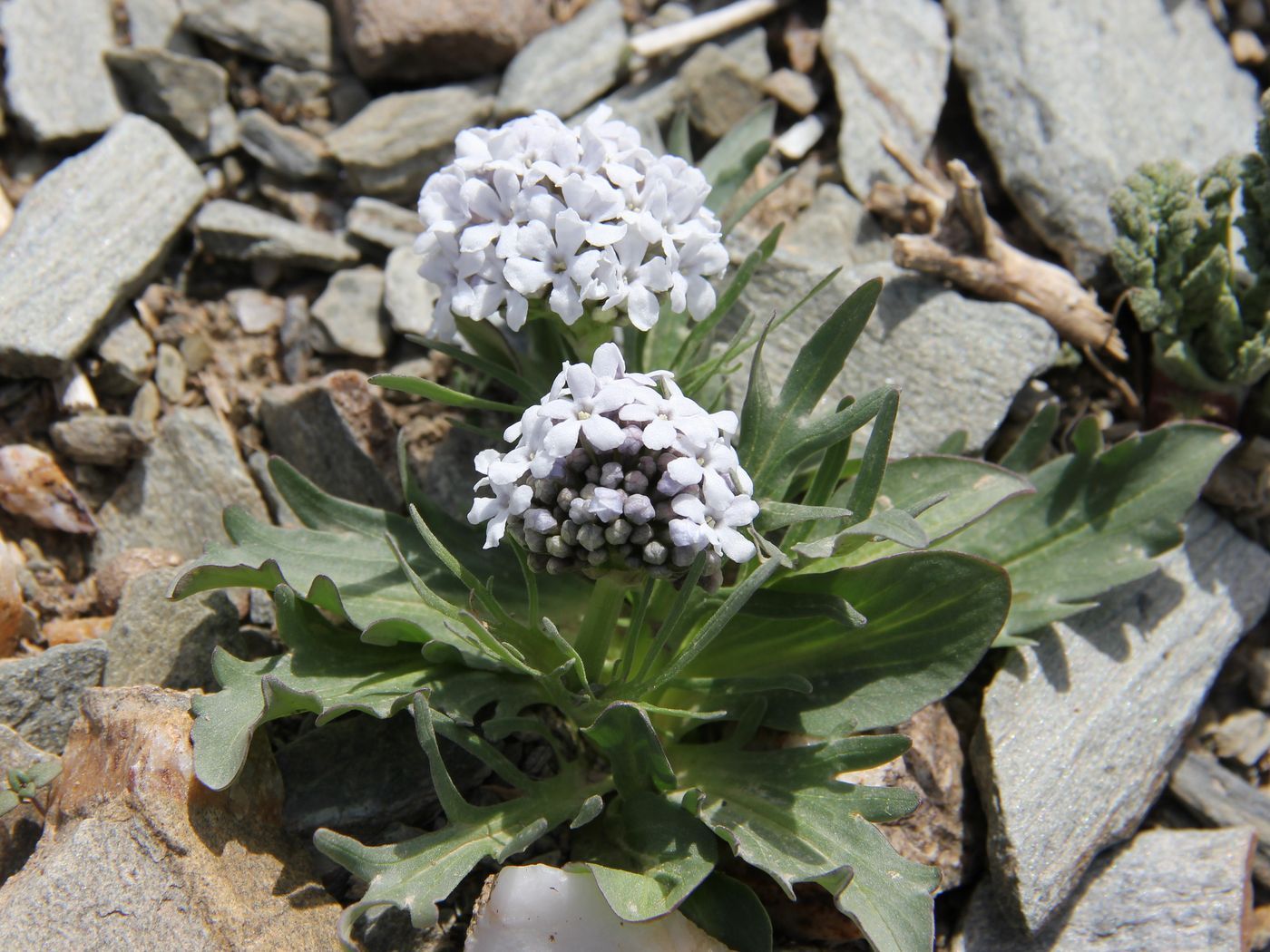 Изображение особи Valeriana chionophila.