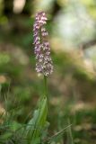 Orchis purpurea ssp. caucasica