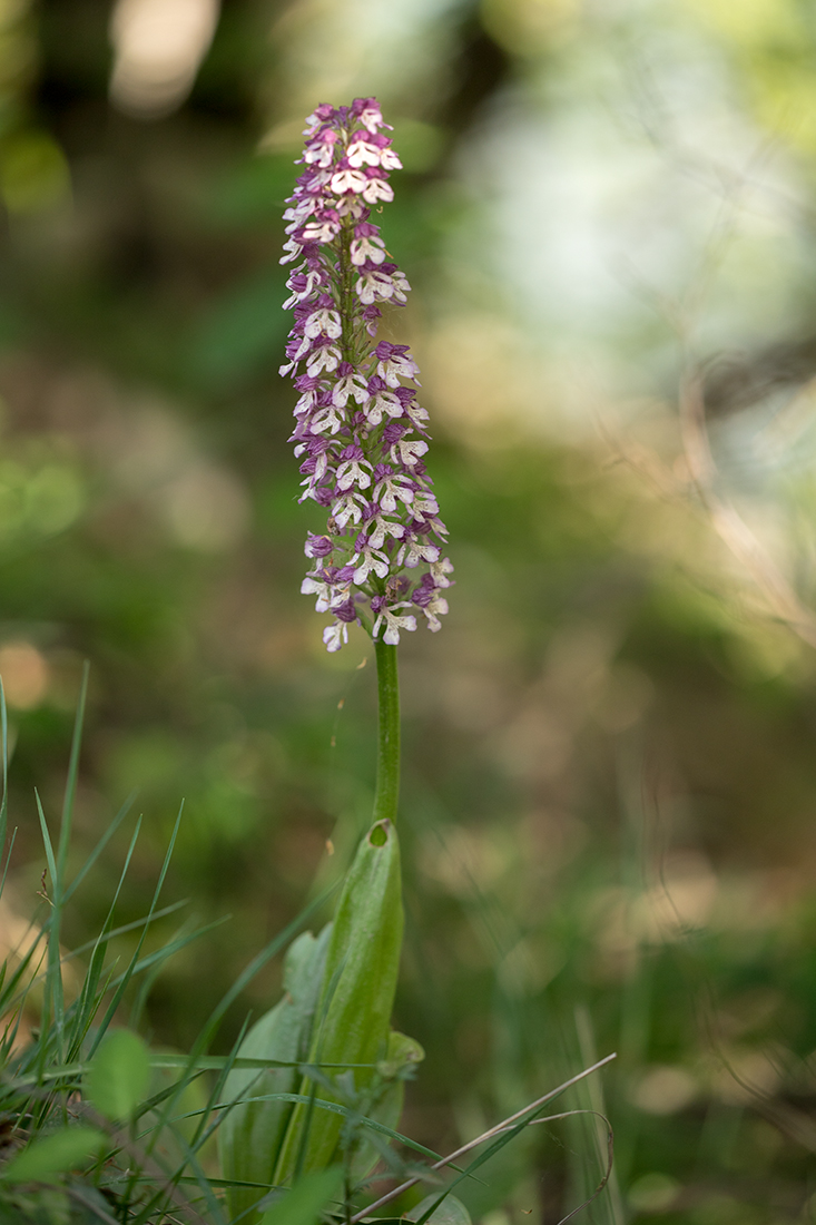 Image of Orchis purpurea ssp. caucasica specimen.
