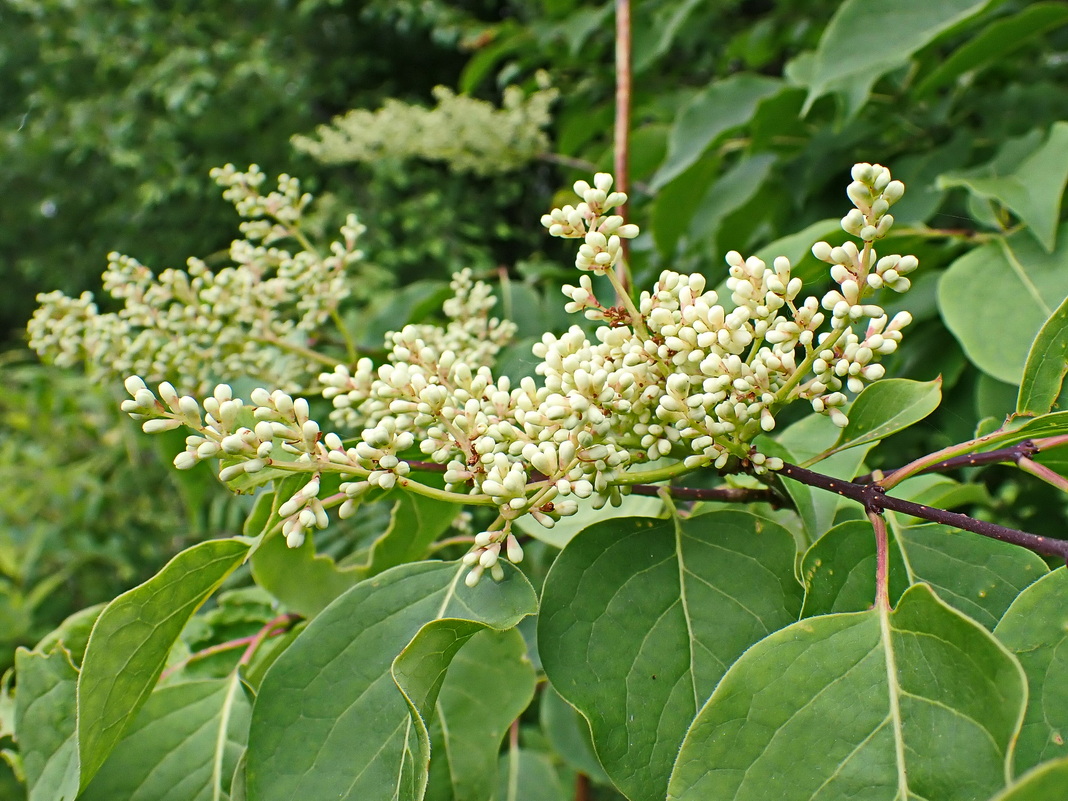 Image of Syringa amurensis specimen.