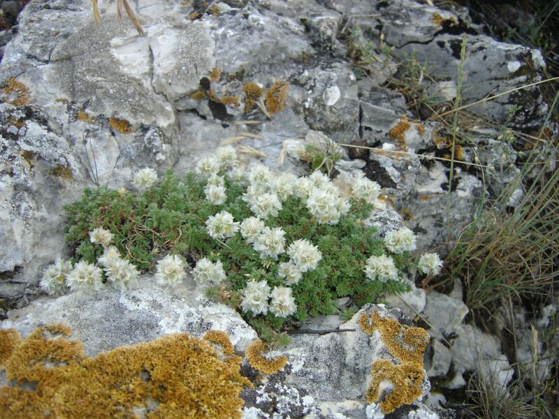 Изображение особи Paronychia cephalotes.