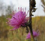 Image of taxon representative. Author is Лида Онищенко