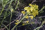 Erysimum ruscinonense. Верхушка побега с соцветием. Испания, Каталония, пров. Жирона, комарка Рипольес, муниципалитет Сеткасес, окр. курорта \"Вальтер 2000\", ≈1900 м н.у.м., крутой склон юго-западной экспозиции, прогалина в сосновом (Pinus uncinata) лесу. 23.06.2024.