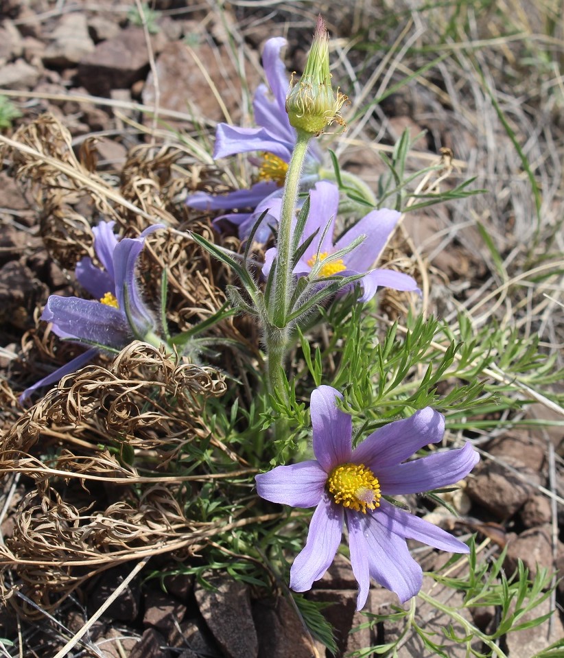 Изображение особи Pulsatilla turczaninovii.