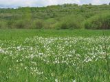 Narcissus angustifolius