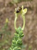 Scutellaria microdasys
