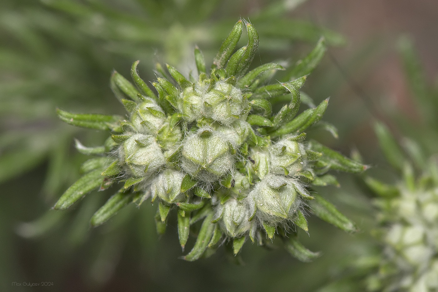 Изображение особи род Potentilla.