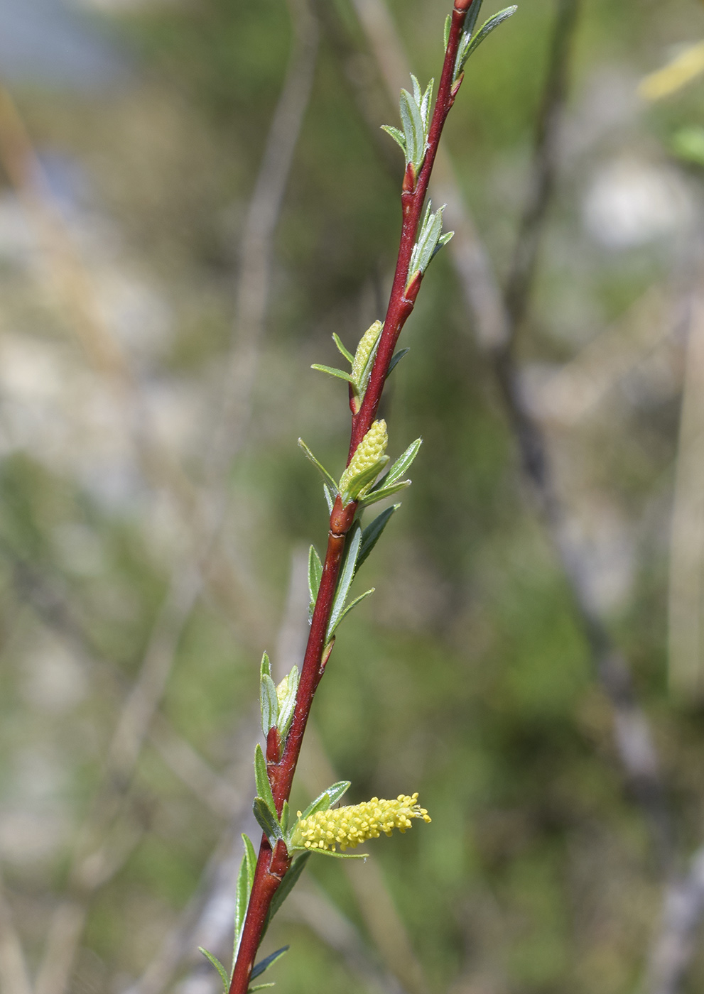 Image of Salix eleagnos specimen.