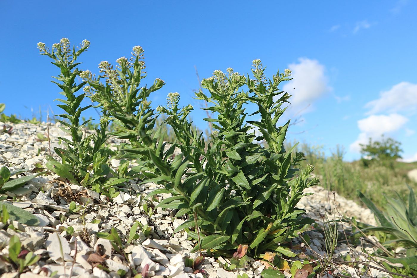 Image of Lepidium campestre specimen.