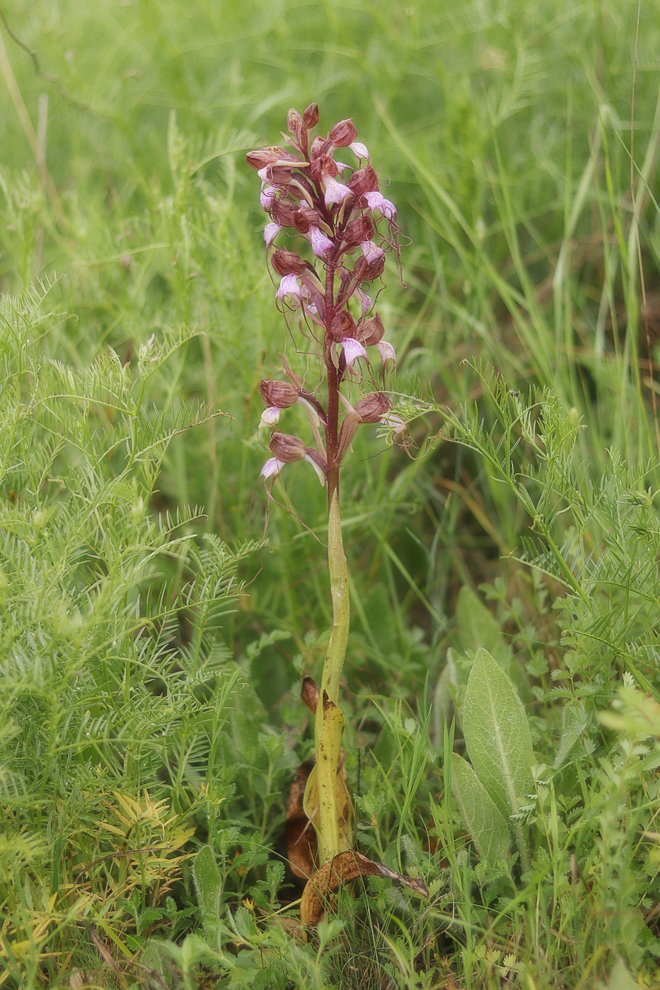 Image of Himantoglossum comperianum specimen.