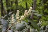 Lauro-cerasus officinalis. Верхушка цветущей ветви с повреждёнными листьями. Краснодарский край, Апшеронский р-н, хр. Азиш-Тау, опушка букового леса, у лесной дороги. 24.05.2025.
