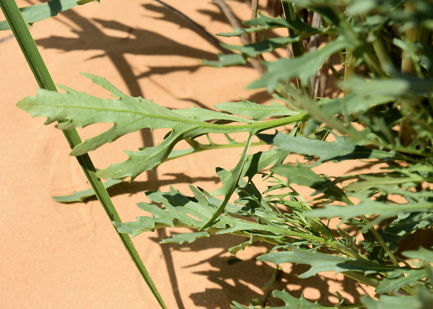 Изображение особи Senecio erucifolius.