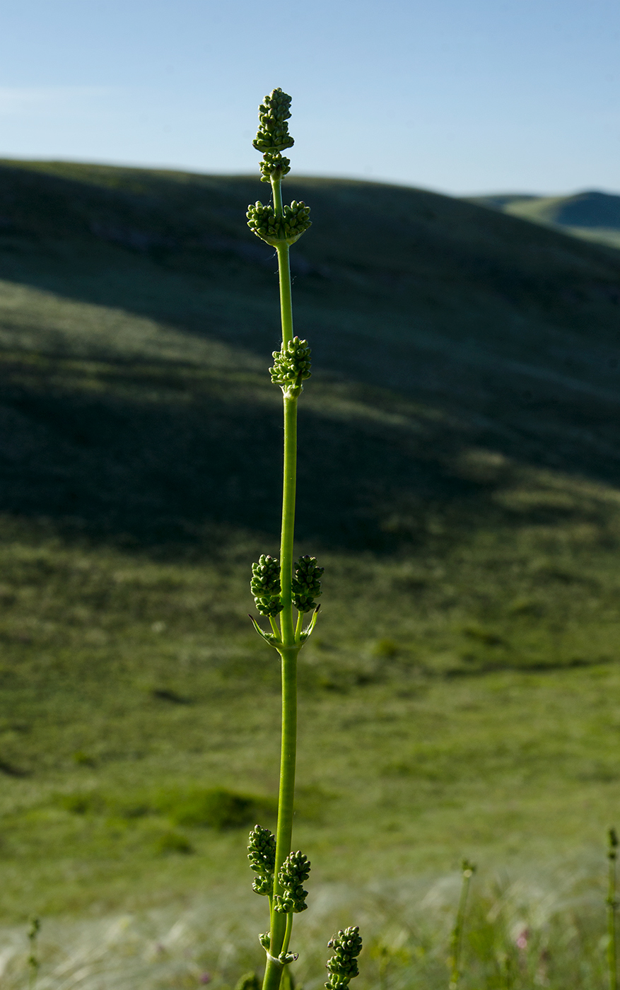 Image of Silene baschkirorum specimen.