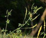 Melilotus officinalis