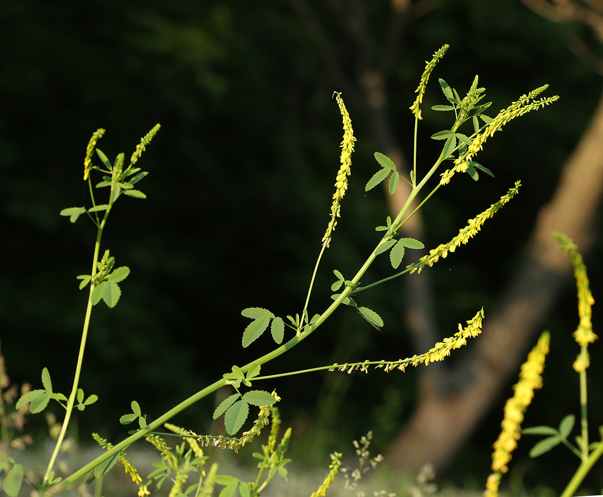 Изображение особи Melilotus officinalis.