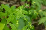 Euphorbia squamosa. Верхушка цветущего растения. Краснодарский край, Отрадненский р-н, окр. хут. Ильич, дол. р. Кува, широколиственный лес, каменистый склон. 15.06.2025.