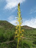 Eremurus fuscus
