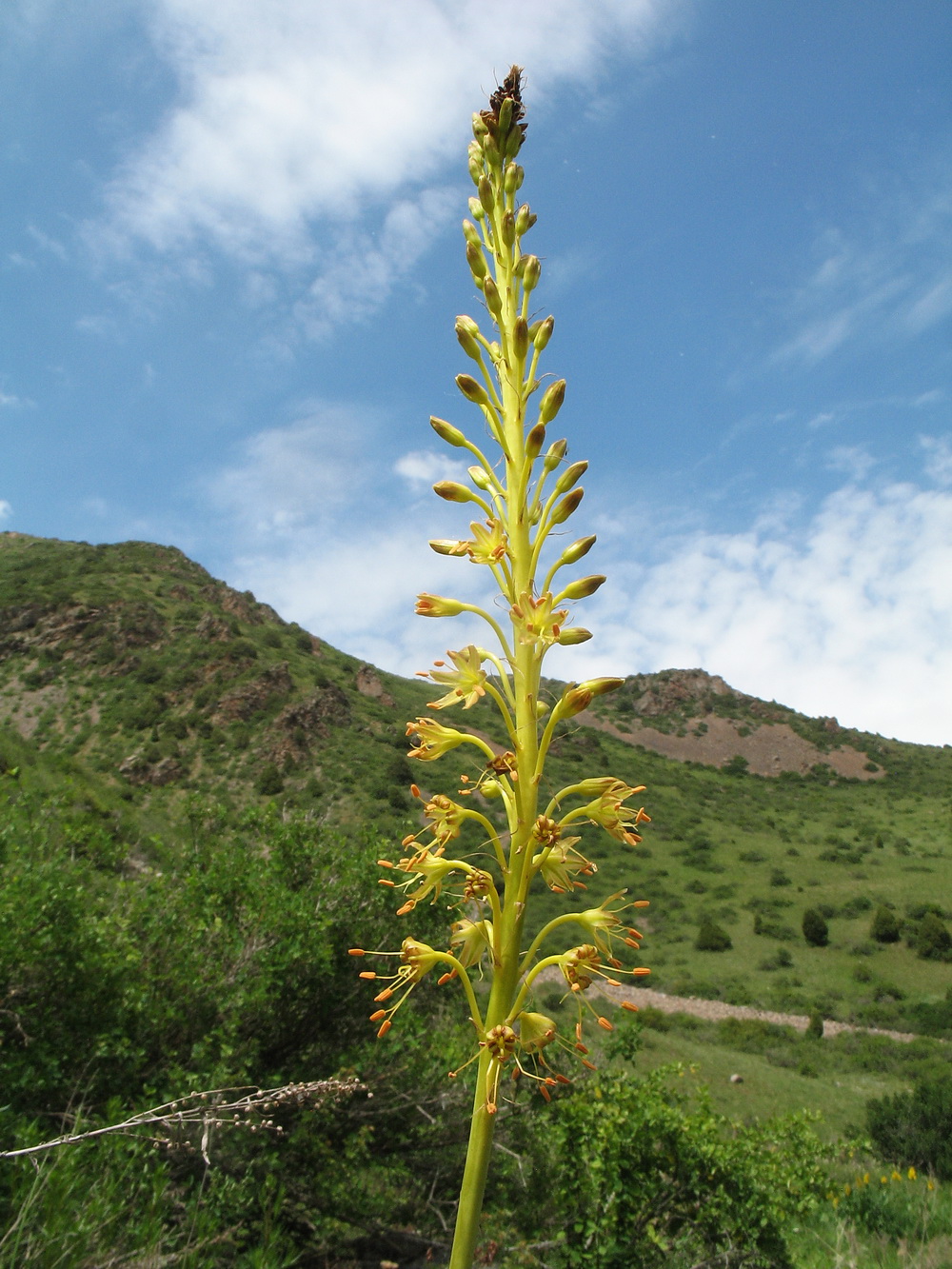 Image of Eremurus fuscus specimen.