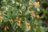 Lonicera tatarica