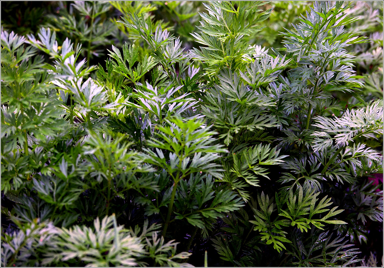 Image of Daucus sativus specimen.