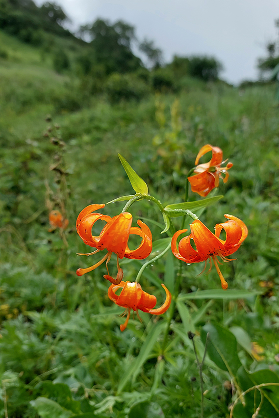 Image of Lilium debile specimen.
